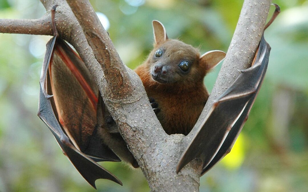 جين في الخفافيش قد يساعد على محاربة “كوفيد-19”