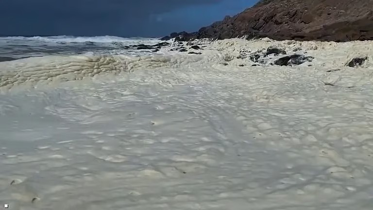 أستراليا تغلق شواطئ بعد ظهور رغوة غريبة ونفوق أسماك