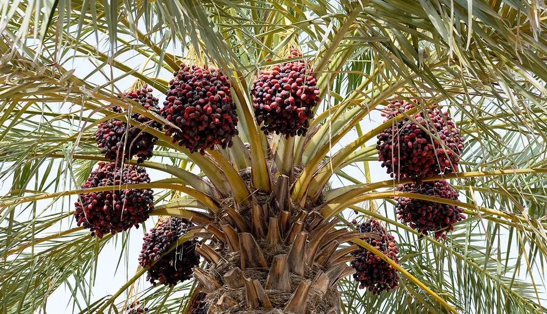 مزارعو المدينة المنورة يشرعون في تنفيذ عملية “سربان” النخيل لتعزيز جودة الإنتاج