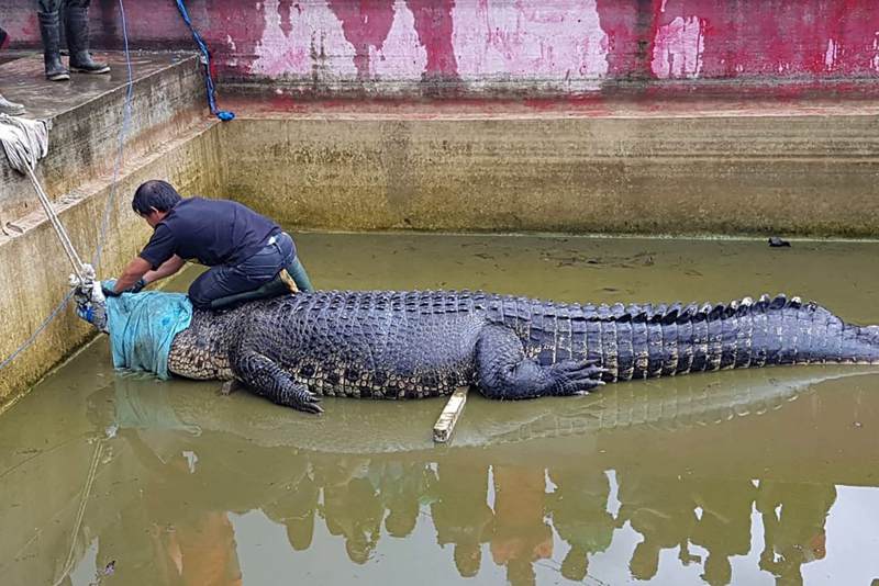 التماسيح تنتشر في المناطق الزراعية بإندونيسيا