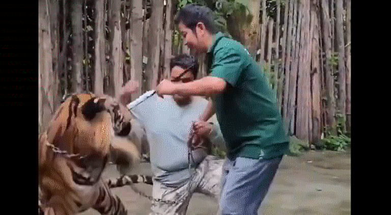 شاهد.. نمر يهاجم سائحاً حاول التقاط “سيلفي” معه في تايلاند