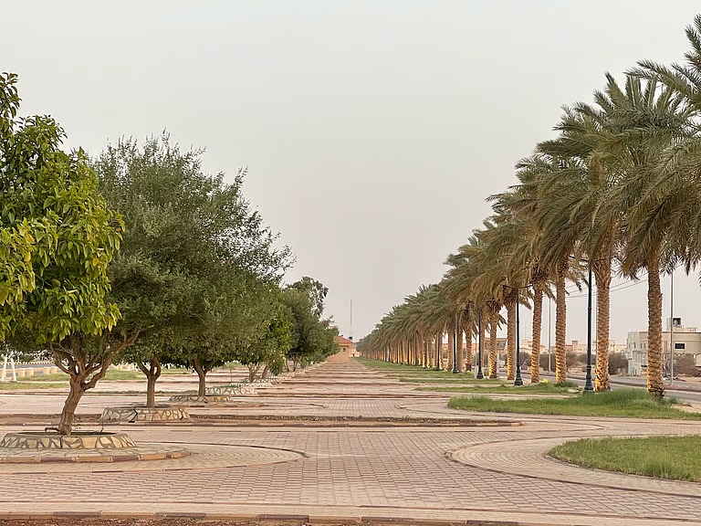 الأفلاج تواصل استبدال النخيل بالغاف لتقليل الهدر المائي وتحسين المشهد الحضري
