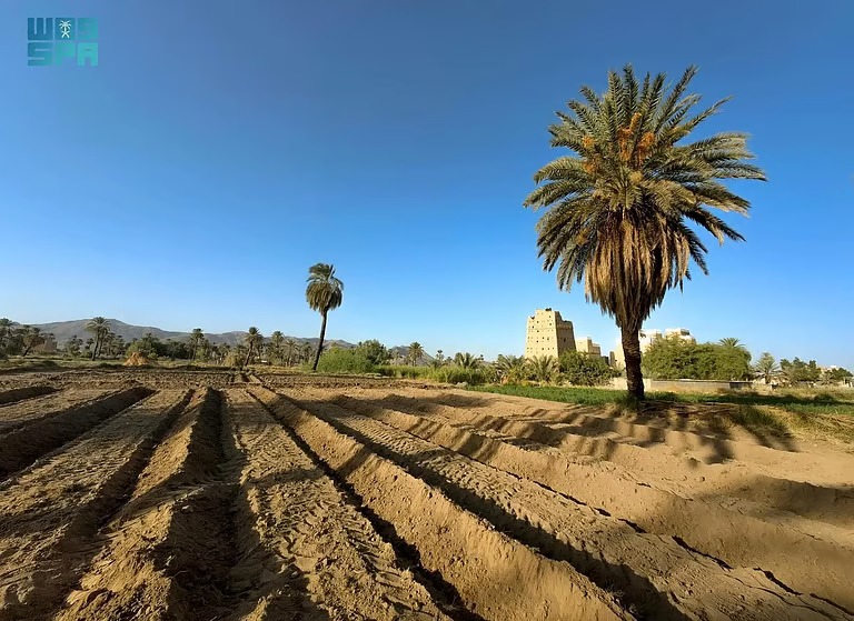 نجران.. وجهة زراعية واعدة تستقطب المستثمرين بفرص نوعية وتقنيات ذكية