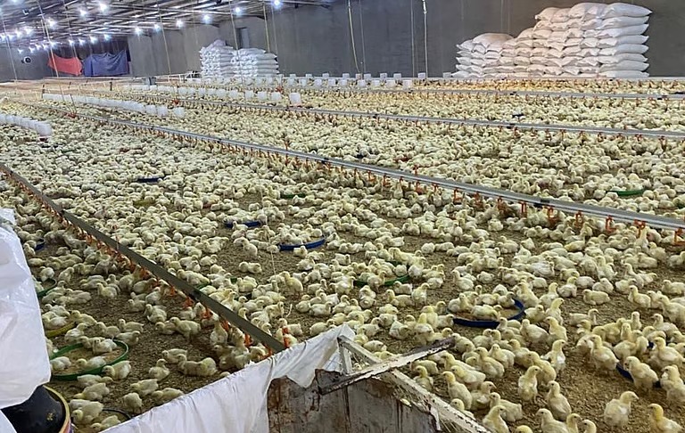 ضبط 3 مشاريع دواجن غير مرخصة تُدار عشوائيًّا داخل مزارع في خليص