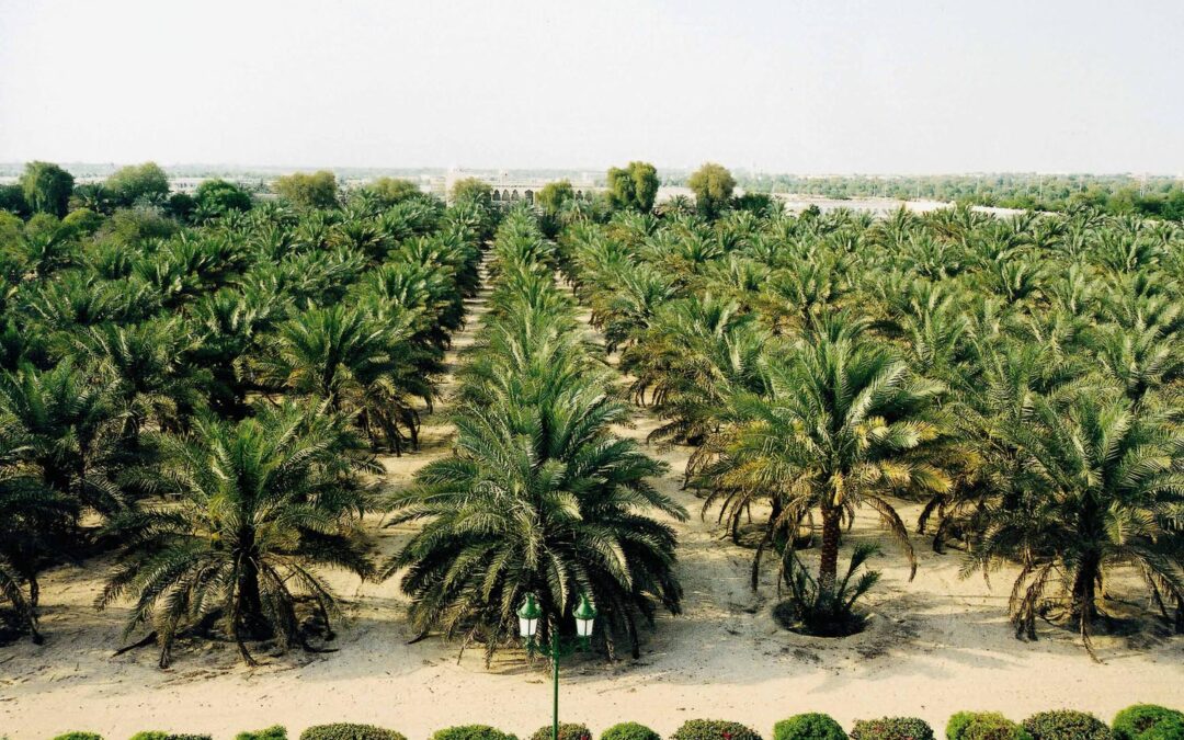 بأكثر من 8 ملايين نخلة و80 صنفًا.. الرياض تُعزّز إنتاج المملكة من التمور