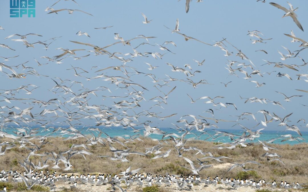 توثيق أكثر من 84 ألف طائر و 1200 كائن بحري في المملكة
