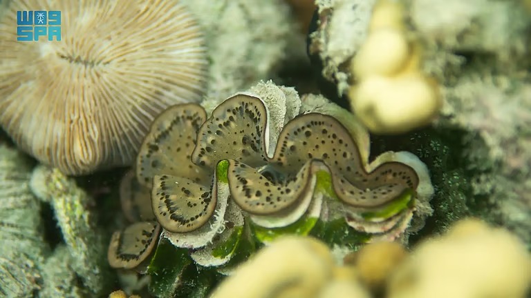 مركز الحياة الفطرية يطلق المرحلة الثانية من برنامج مراقبة التنوع الأحيائي للشعاب المرجانية في البحر الأحمر