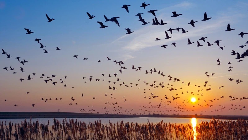 السعودية وجهة آمنة لـ”الطيور المهاجرة”