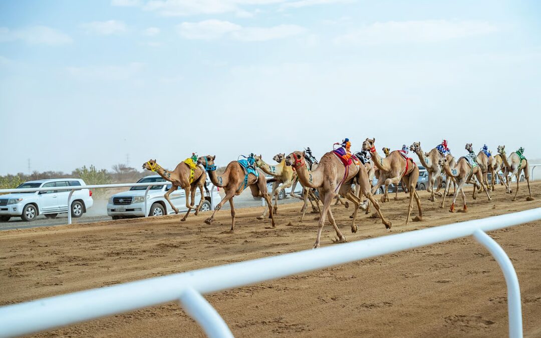 بمهرجان ولي العهد على أرض ميدان الطائف التاريخي.. الهجن السعودية تخطف 15 شوطًا في “الجذاع”