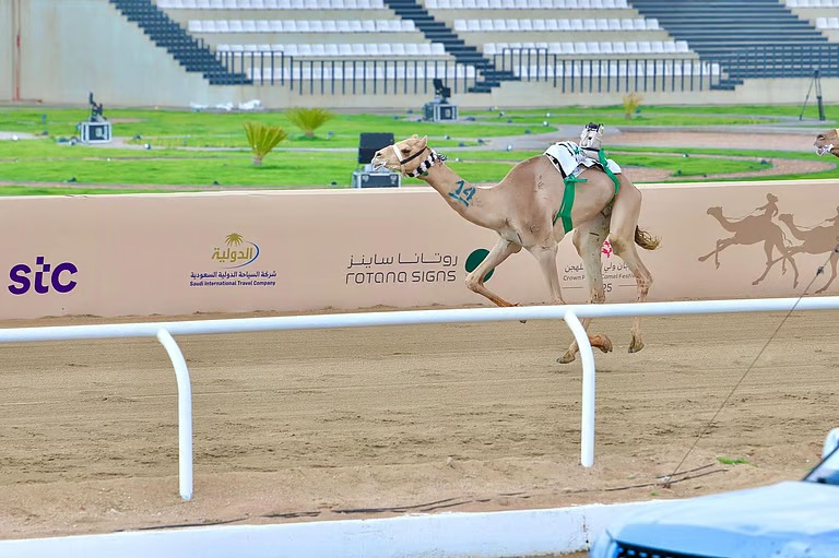 “براق” تحقّق ثاني كؤوس مهرجان ولي العهد للهجن للسعودية