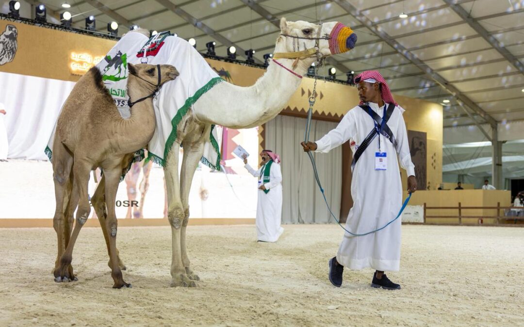 “300 ألف ريال” حصيلة اليوم الثاني لمزاد الهجن