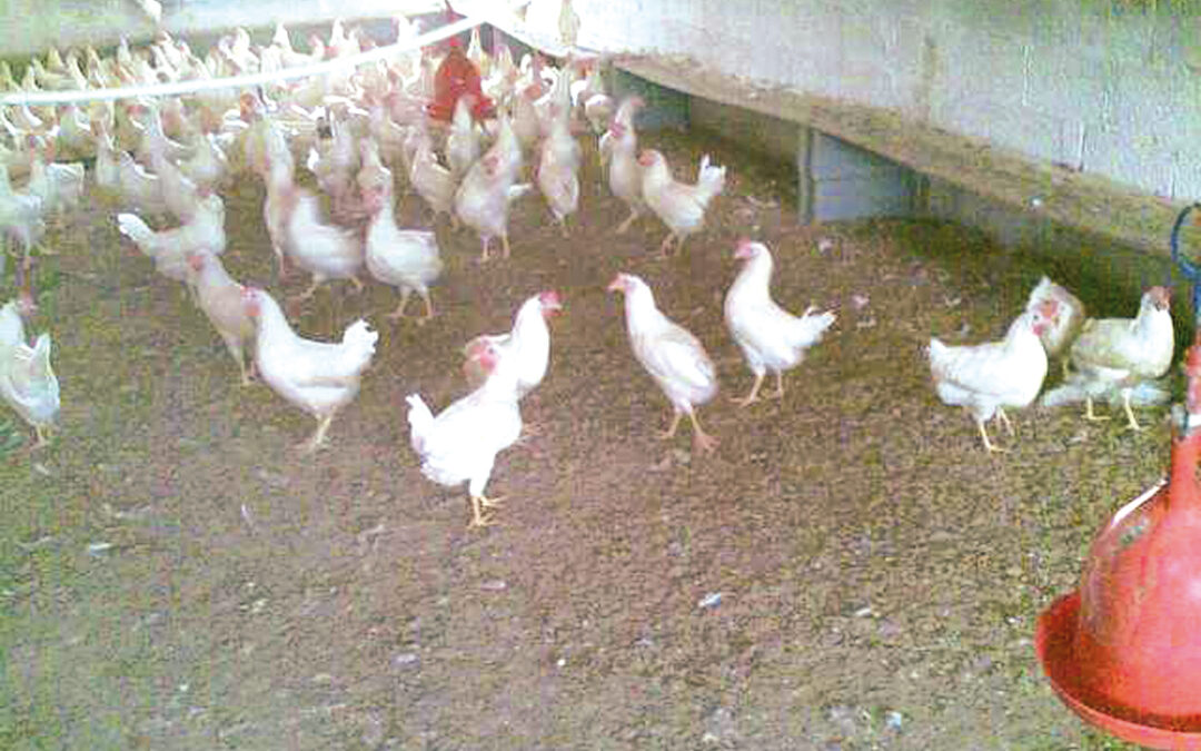 ضبط استراحة في الخرج استُغِلّت لإنتاج وبيع الدواجن بصورة غير نظامية