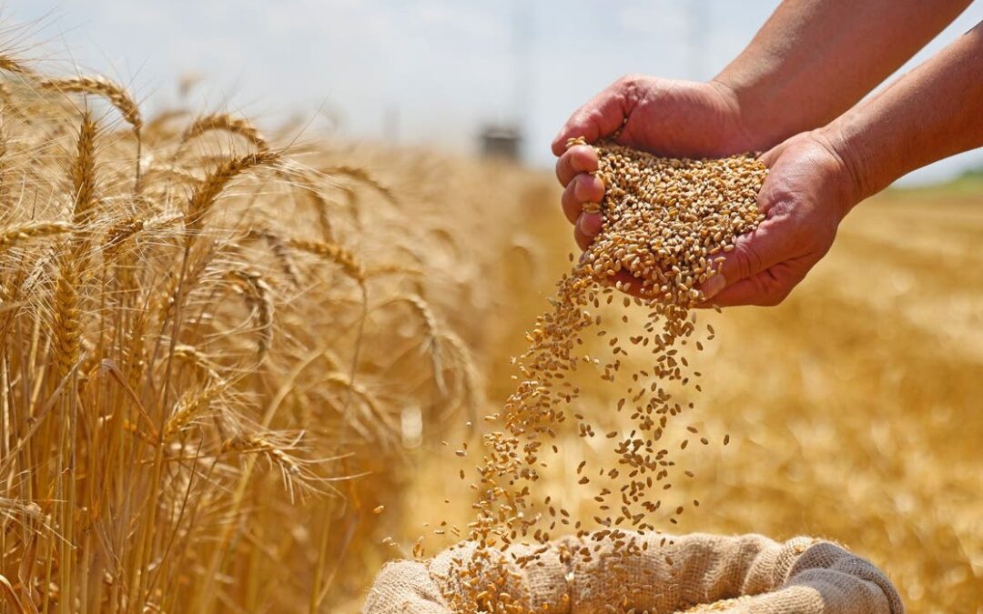 الهيئة العامة للأمن الغذائي ترسي الدفعة السادسة من القمح المستورد هذا العام