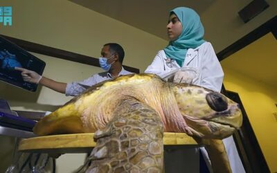 مركز الحياة الفطرية يُطلق سلحفاتين بحريتين في محمية الجبيل بعد رحلة تأهيل ناجحة