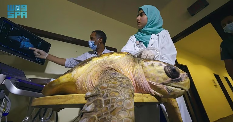 مركز الحياة الفطرية يُطلق سلحفاتين بحريتين في محمية الجبيل بعد رحلة تأهيل ناجحة