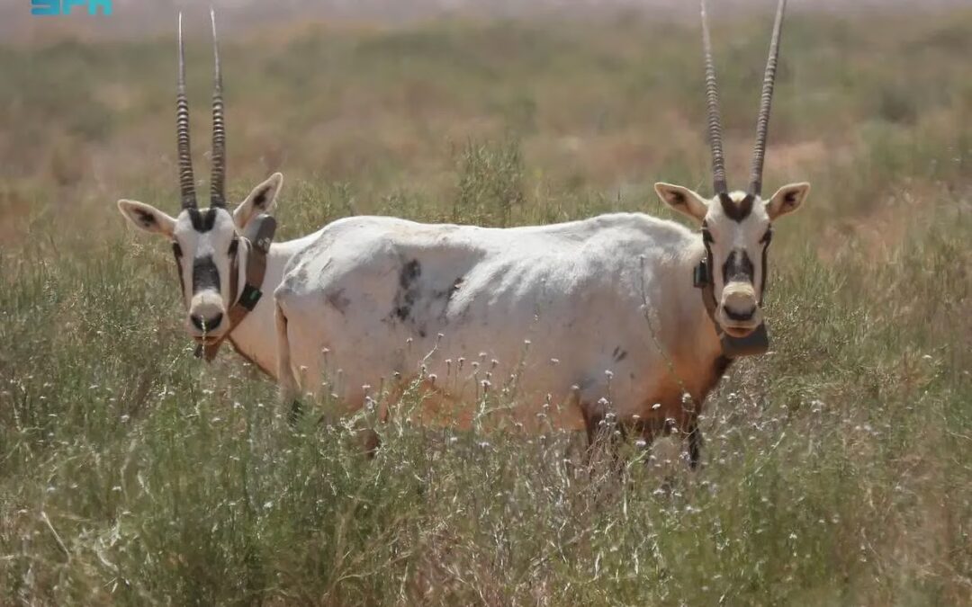 أشجار محمية الملك سلمان.. حصون خضراء تدعم التنوع الفطري