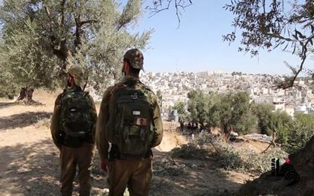 “أوتشا”: موسم الزيتون في الضفة يسجل أعلى مستوى من هجمات المستعمرين منذ 5 سنوات