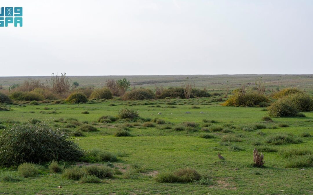 تأهيل 4.7 ملايين هكتار من أراضي الفياض والرياض لتعزيز الاستدامة