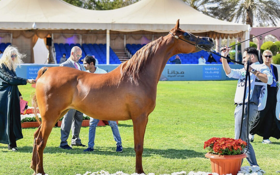 الرياض تستضيف العرض الدولي الثامن لجمال الخيل العربية 2025