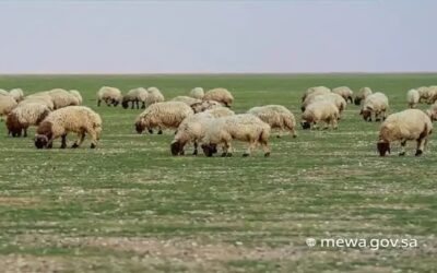 “البيئة”: الرعي الجائر يهدد الغطاء النباتي ومكافحته أولوية وطنية لحماية الموارد