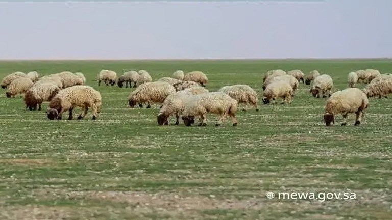 “البيئة”: الرعي الجائر يهدد الغطاء النباتي ومكافحته أولوية وطنية لحماية الموارد