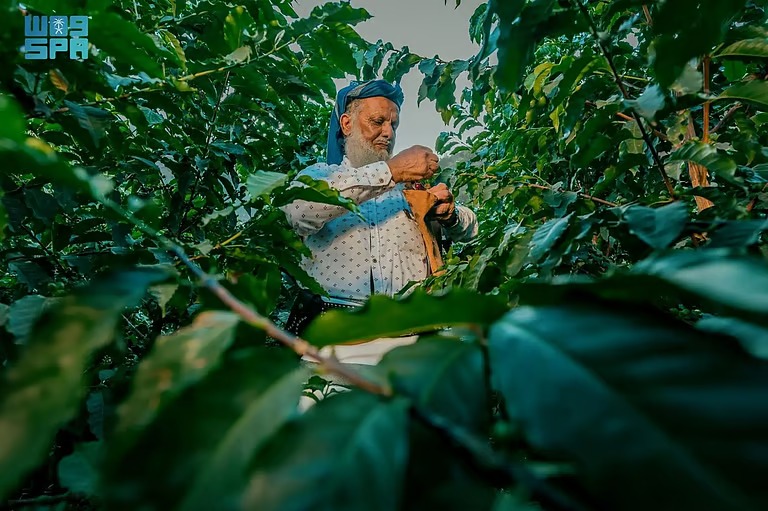 “السعودية للقهوة” تطلق النسخة الثالثة من مسابقة محصول التميز السعودي