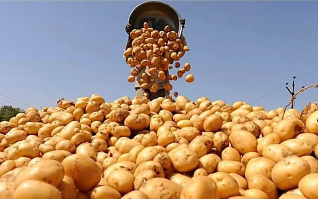 الإرشاد الزراعي تحذر: الصقيع يوقف نمو درنات البطاطس ويخفض قيمتها