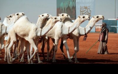 مهرجان الملك عبدالعزيز للإبل بالصياهد يختتم نسخته العاشرة بصفقات بمئات الملايين