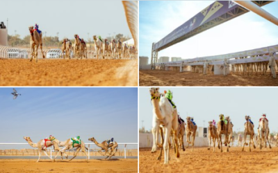 السعوديون يتصدرون أشواط الحقايق.. وإماراتيو الهجن يحصدون كؤوس خادم الحرمين