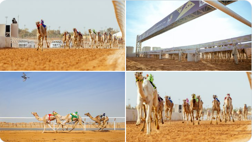 السعوديون يتصدرون أشواط الحقايق.. وإماراتيو الهجن يحصدون كؤوس خادم الحرمين