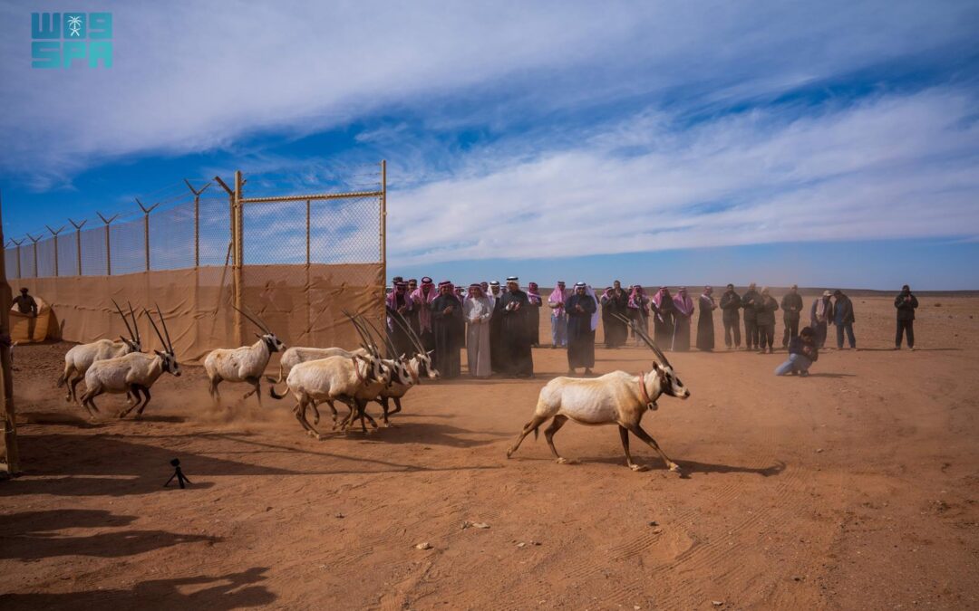 إطلاق 140 كائنًا فطريًا في محمية الملك سلمان بن عبدالعزيز الملكية