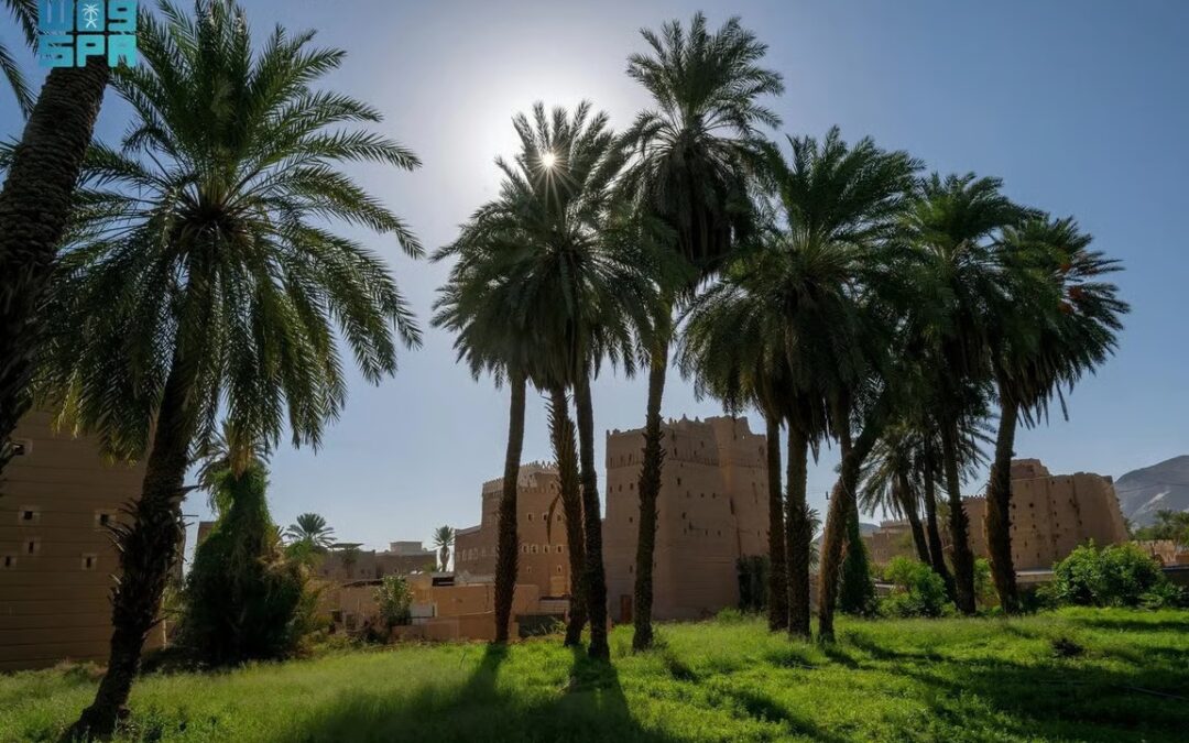 500 ألف نخلة تنتج 40 ألف طن تمور وتنعش سوق نجران الرمضاني