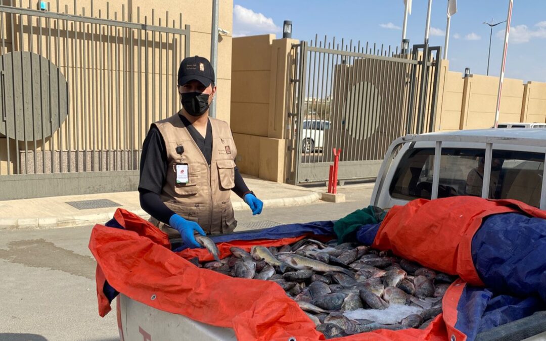 بلدية بيشة تُتلف 670 كجم من الأسماك الفاسدة داخل مركبة مخالفة للاشتراطات الصحية