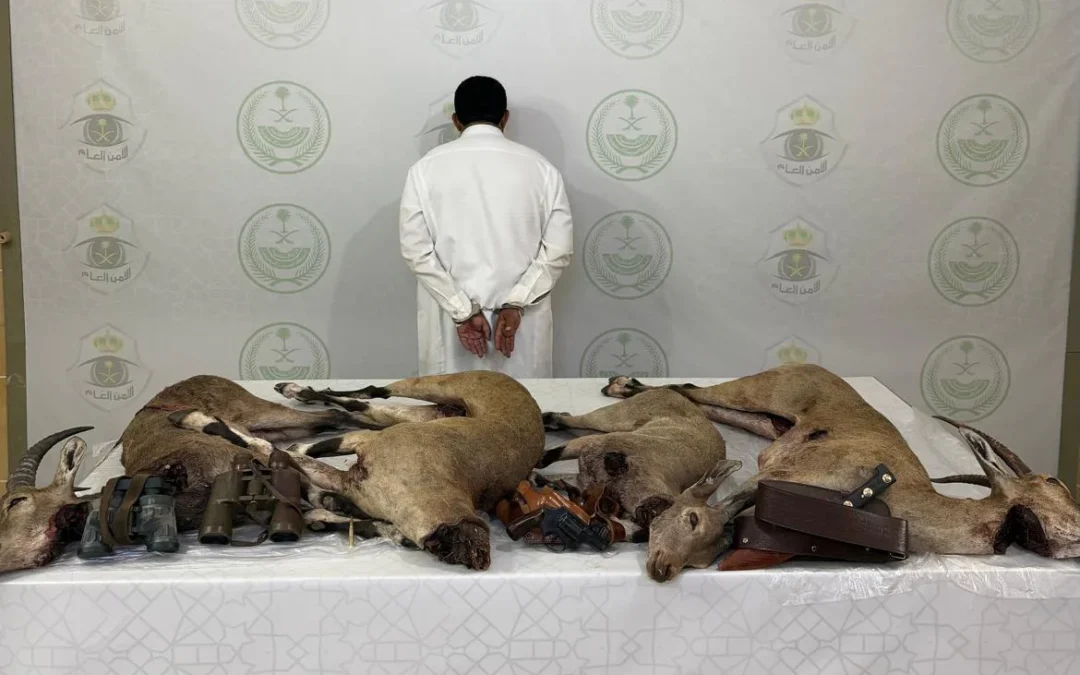 ضبط مواطن صاد «وعلاً» مهدداً بالانقراض في عسير بحوزته مسدس وذخيرة