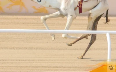 الهجن السعودية تتصدر اليوم الافتتاحي لفئة «اللقايا» في مهرجان ولي العهد بالطائف