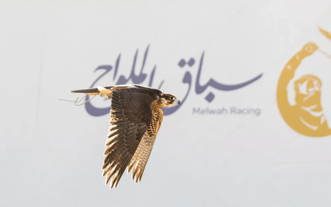 سباق الملواح يتوسع إلى 12 شوطاً في معرض الصقور 2026